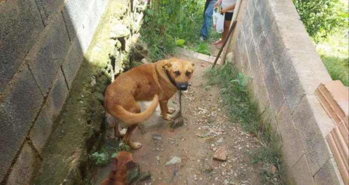 Cachorro ra a Pastor alemão  idade 3 anos nome Sidnei 