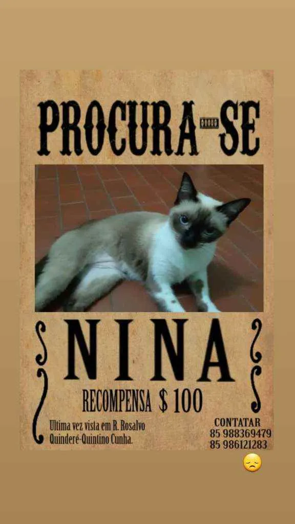 Gato ra a Siamês  idade 2 anos nome Nina 