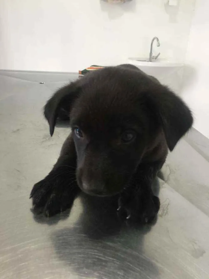 Cachorro ra a vira-lata idade Abaixo de 2 meses nome não tem