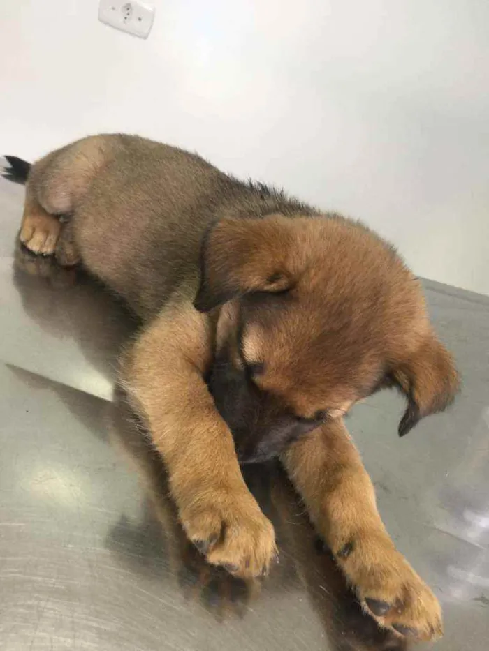 Cachorro ra a vira-lata idade Abaixo de 2 meses nome não tem