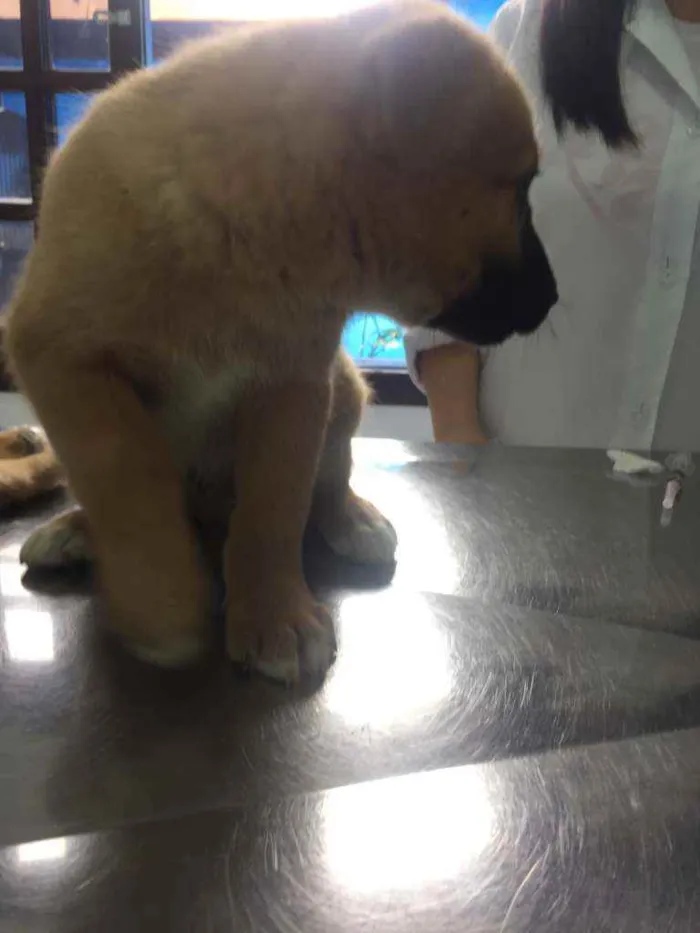 Cachorro ra a vira-lata idade Abaixo de 2 meses nome não tem