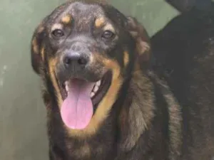 Cachorro raça  idade 2 anos nome Jack