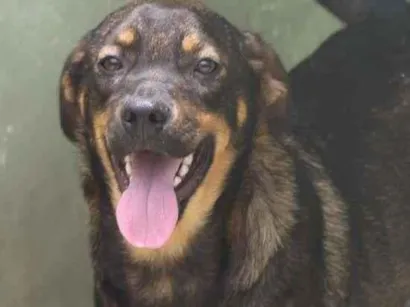 Cachorro raça  idade 2 anos nome Jack