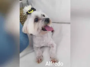 Cachorro raça  idade 5 anos nome Alfredo