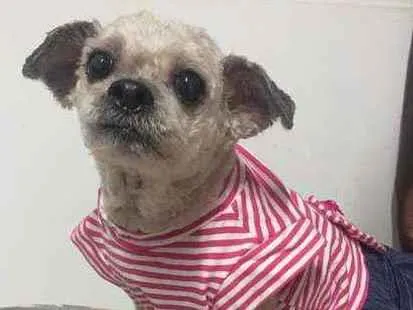 Cachorro raça  idade 5 anos nome Pedrita