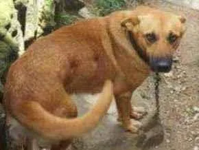 Cachorro raça Pastor alemão  idade 3 anos nome Sidnei 