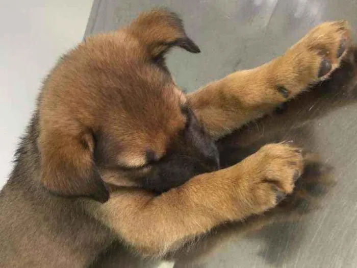 Cachorro ra a vira-lata idade Abaixo de 2 meses nome não tem