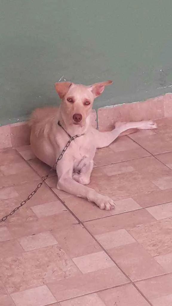 Cachorro ra a Sem raça definida idade 1 ano nome CRYSTAL