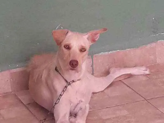 Cachorro ra a Sem raça definida idade 1 ano nome CRYSTAL