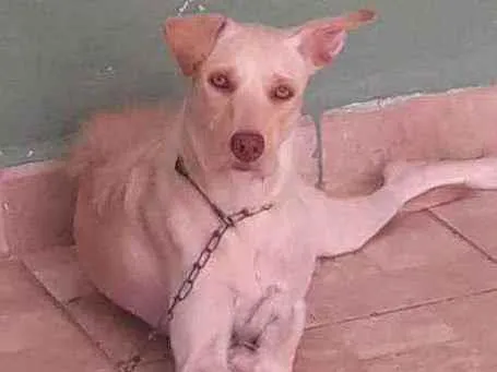 Cachorro ra a Sem raça definida idade 1 ano nome CRYSTAL