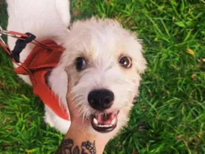 Cachorro raça SRD-ViraLata idade 2 a 6 meses nome Kimberlin