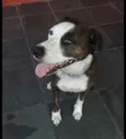 Laika