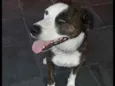 Laika