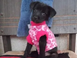 Cachorro raça SRD-ViraLata idade 2 a 6 meses nome MAFALDA