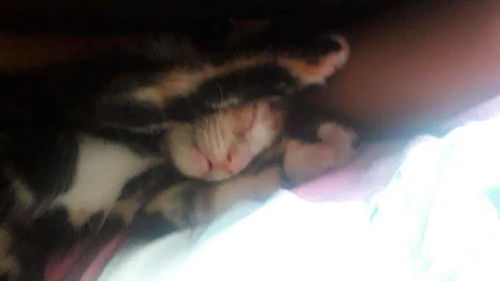 Gato raça Vira lata idade Abaixo de 2 meses nome Ainda não tem nome