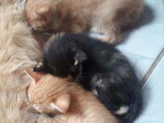 Gato raça Vira lata idade Abaixo de 2 meses nome Ainda não tem nome