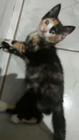 Ainda não tem nome