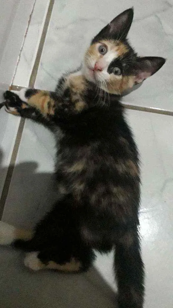 Gato raça Vira lata idade Abaixo de 2 meses nome Ainda não tem nome