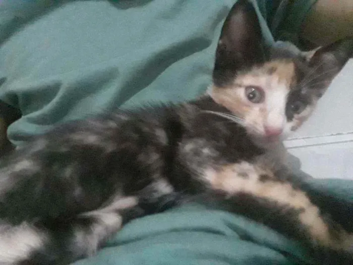 Gato raça Vira lata idade Abaixo de 2 meses nome Ainda não tem nome