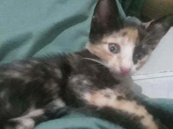 Gato raça Vira lata idade Abaixo de 2 meses nome Ainda não tem nome
