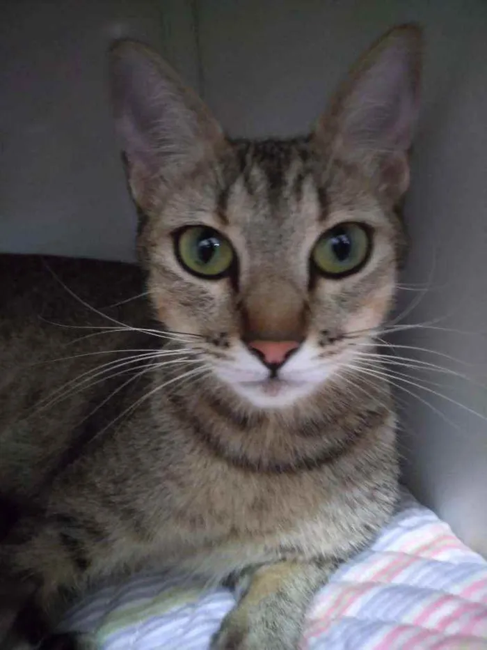 Gato raça  idade 7 a 11 meses nome Malu