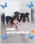 Filhotes