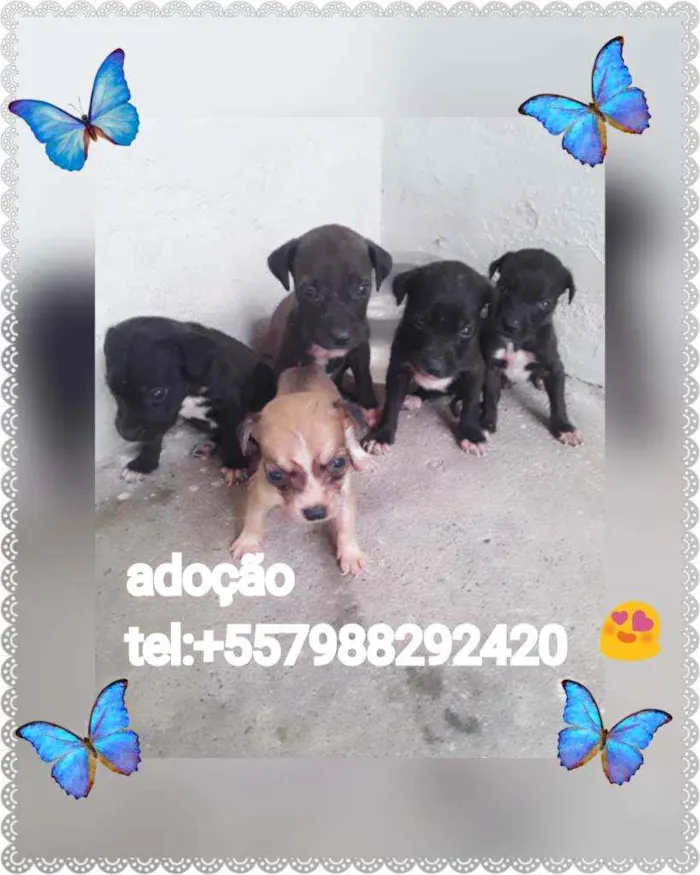 Cachorro raça Srd idade Abaixo de 2 meses nome Filhotes