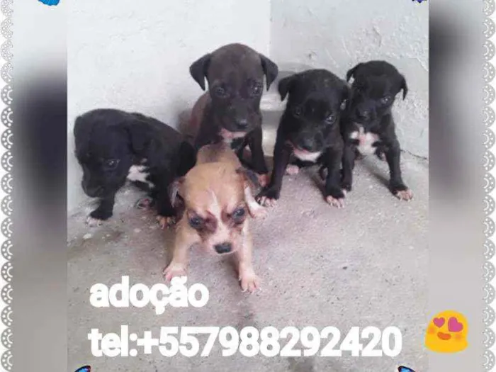 Cachorro raça Srd idade Abaixo de 2 meses nome Filhotes
