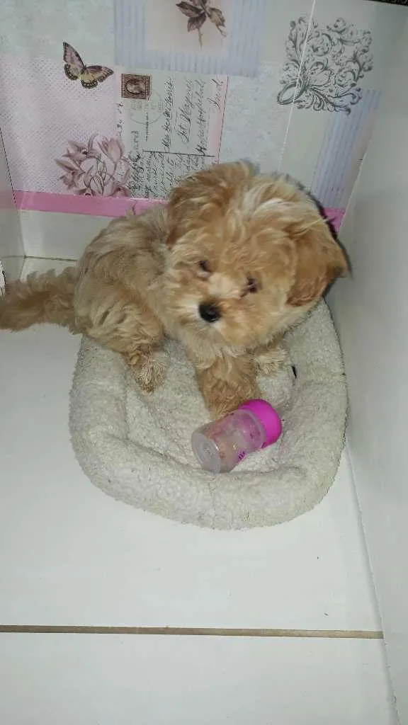 Cachorro ra a LhasaApso idade 2 anos nome cristal