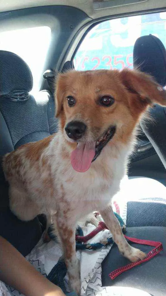 Cachorro raça  idade 3 anos nome Ritinha