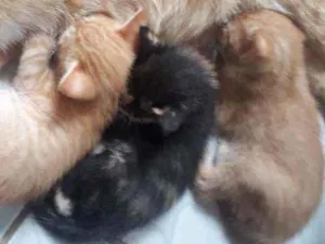 Gato raça Vira lata idade Abaixo de 2 meses nome Ainda não tem nome