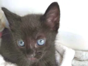 Gato raça  idade Abaixo de 2 meses nome Pretinha 