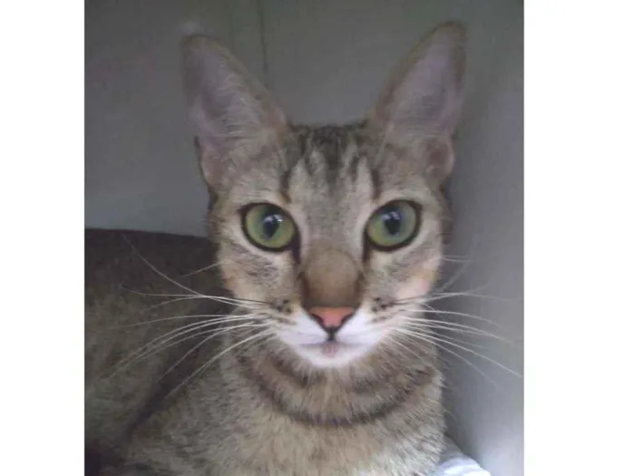 Gato raça  idade 7 a 11 meses nome Malu