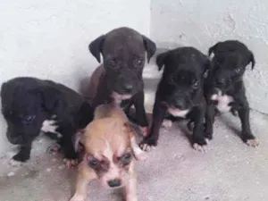 Cachorro raça Srd idade Abaixo de 2 meses nome Filhotes
