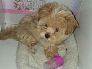 Cachorro raça LhasaApso idade 2 anos nome cristal
