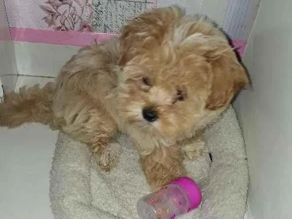 Cachorro ra a LhasaApso idade 2 anos nome cristal