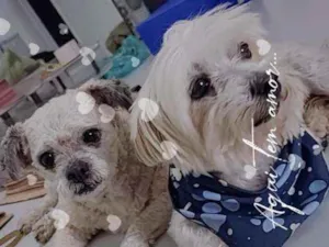 Cachorro raça  idade 5 anos nome Alfredo e Pedrita 