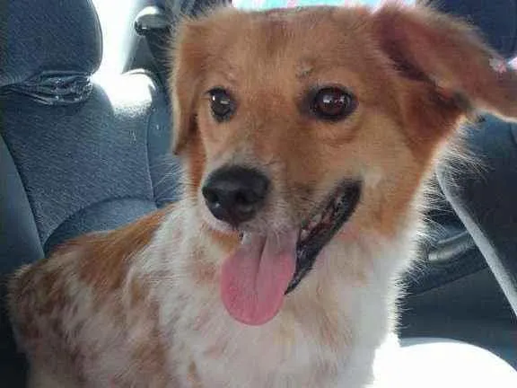 Cachorro raça  idade 3 anos nome Ritinha