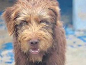 Cachorro raça  idade 1 ano nome Bombom Pequena