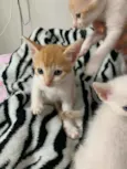 Gatinhos