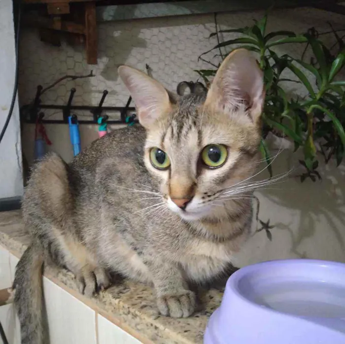 Gato raça  idade 7 a 11 meses nome Malu