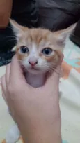 Gatinhos para doação