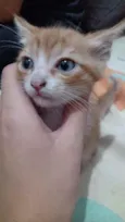 Gatinhos para doação