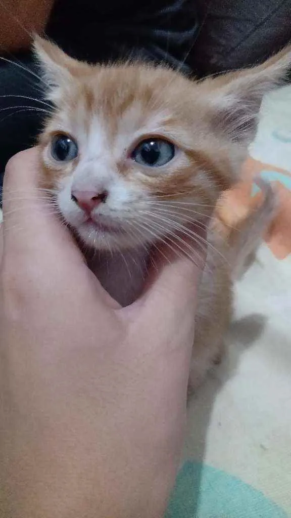 Gato ra a Vira-lata idade Abaixo de 2 meses nome Gatinhos para doação