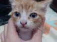 Gatinhos para doação