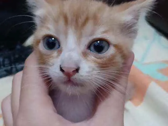 Gato ra a Vira-lata idade Abaixo de 2 meses nome Gatinhos para doação