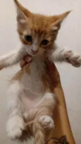 Gatinhos para doação