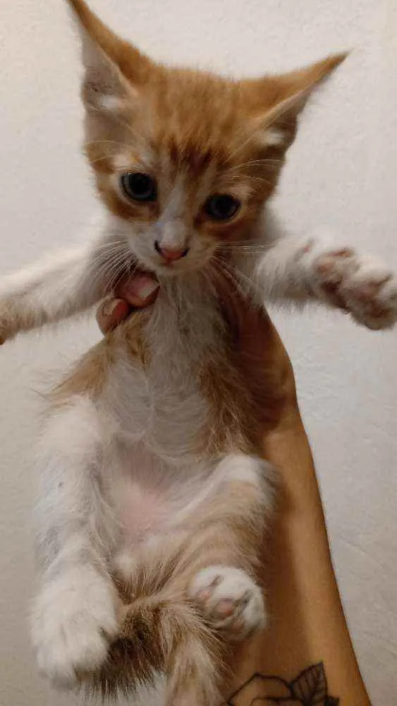 Gato ra a Vira-lata idade Abaixo de 2 meses nome Gatinhos para doação