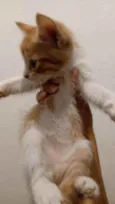 Gatinhos para doação