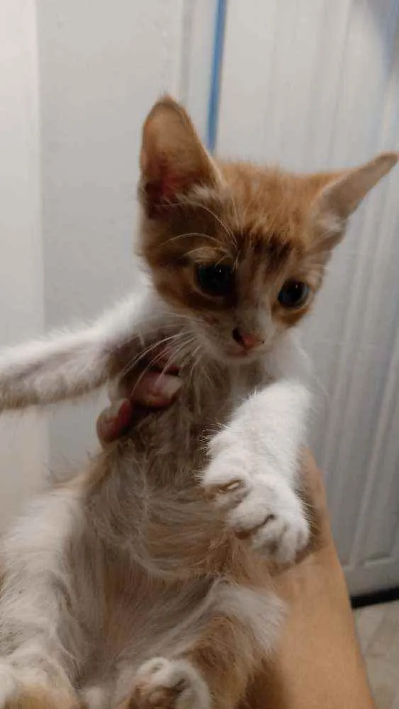 Gato ra a Vira-lata idade Abaixo de 2 meses nome Gatinhos para doação